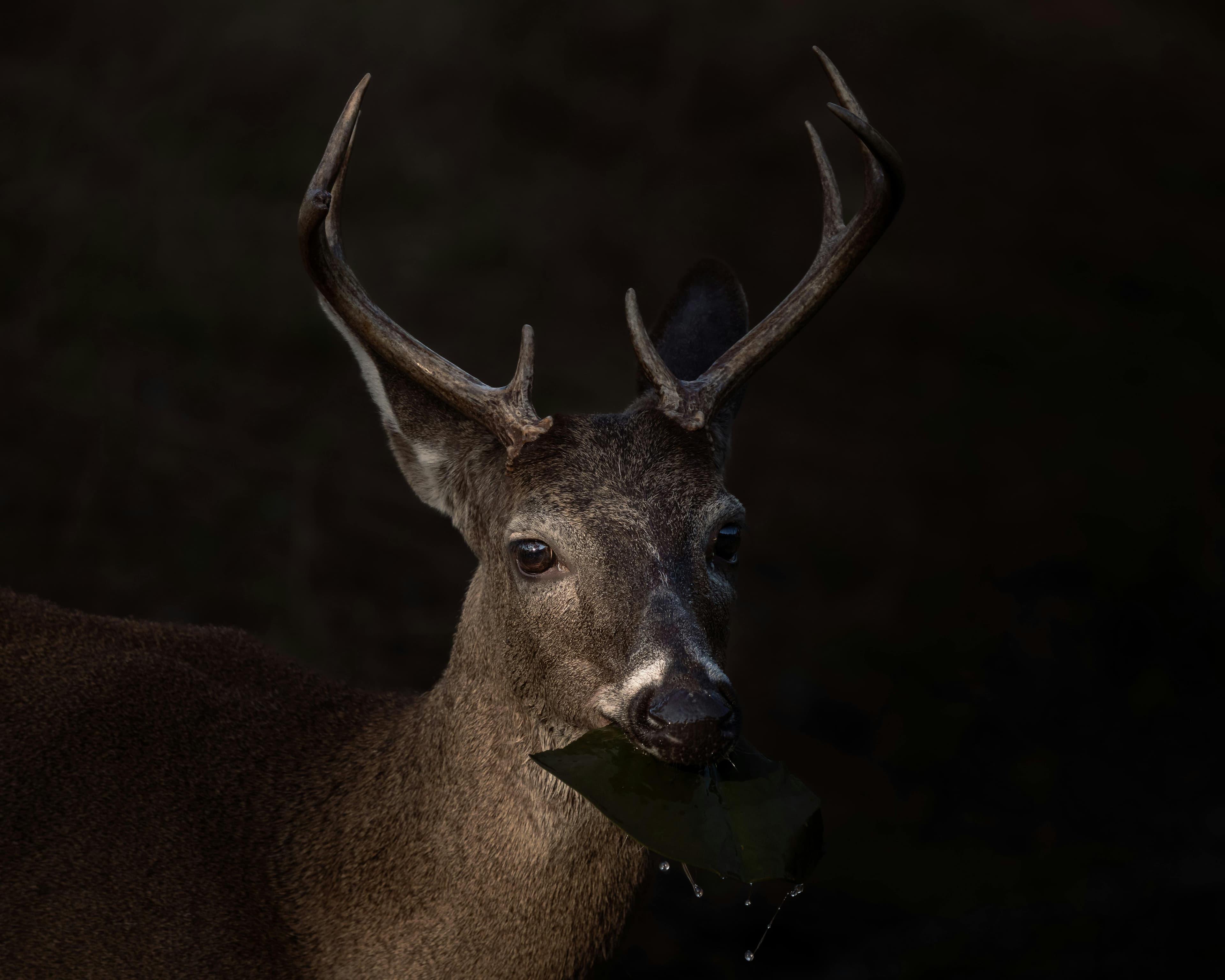 Coues Deer