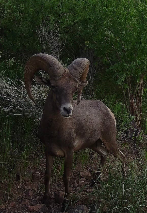 Desert Bighorn