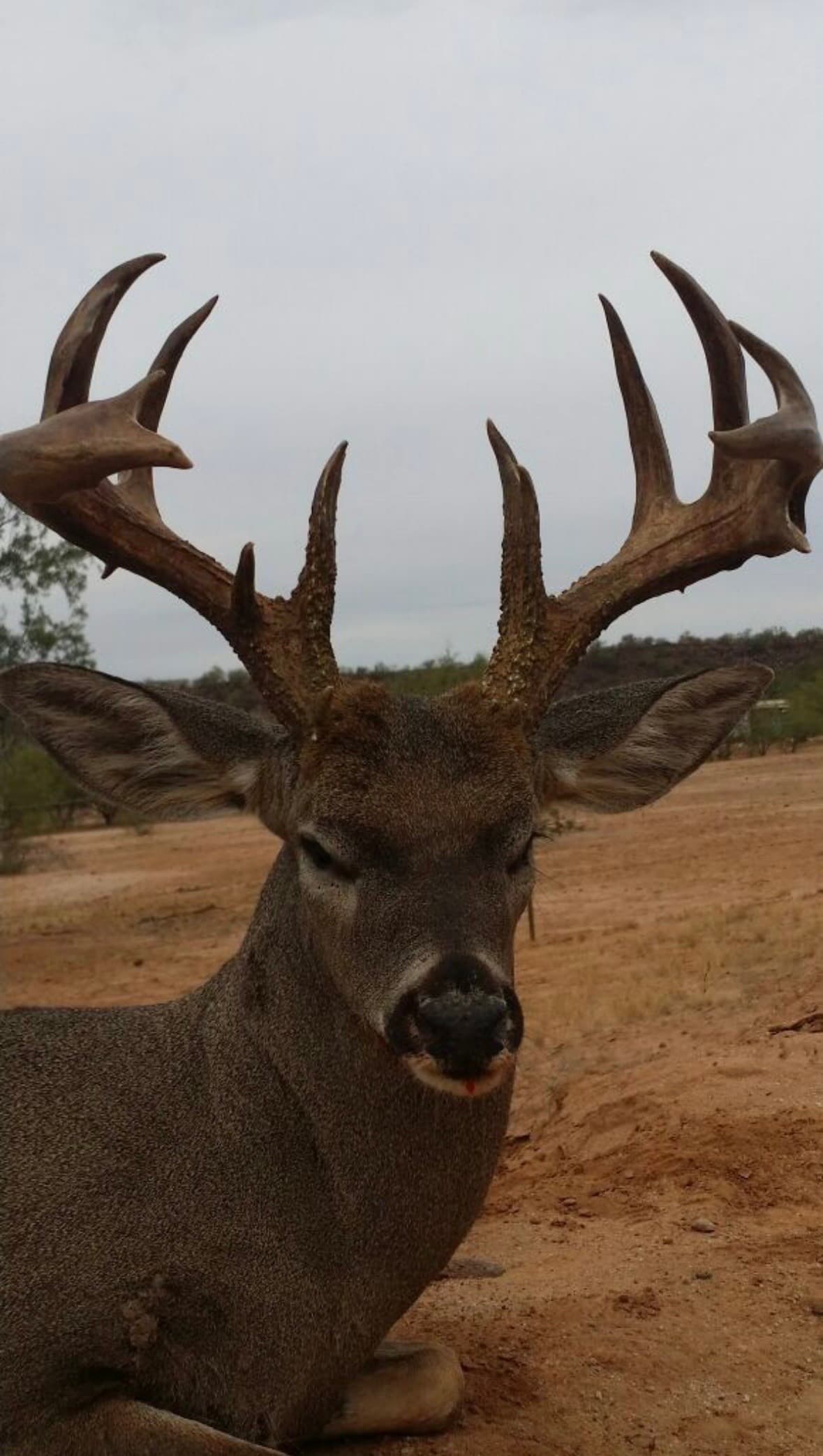 Mule Deer